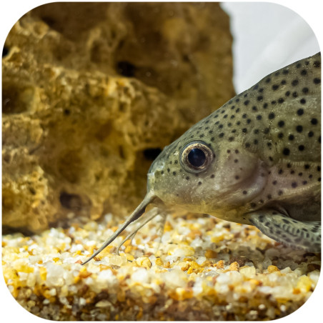 Eco Plant Natural River 1kg żwir rzeczny 1-3mm - Idealny do akwarium słodkowodnego