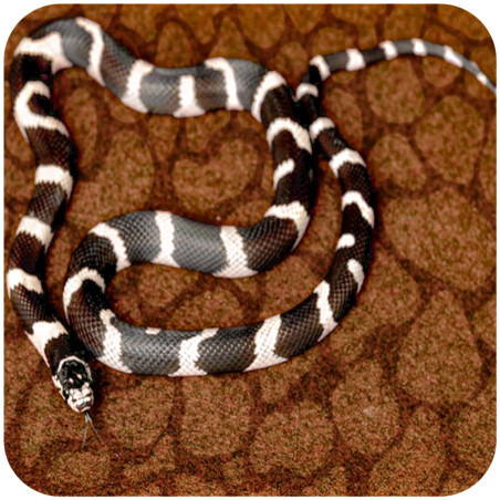 Resun Desert Carpet Mat 50x20cm - mata do terrarium | Bezpieczna, łatwa w czyszczeniu