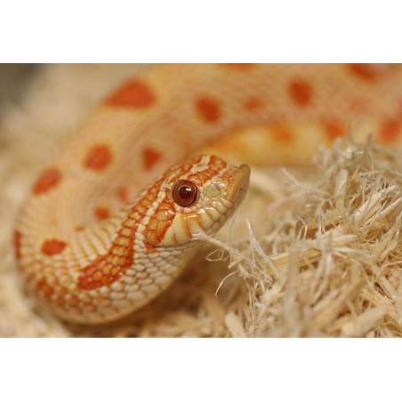 Podłoże do terrarium Repti-Zoo Trociny naturalne