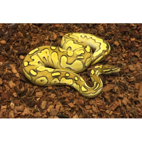 Komodo Coconut Terrain podłoże kokosowe 6l - Idealne do terrarium