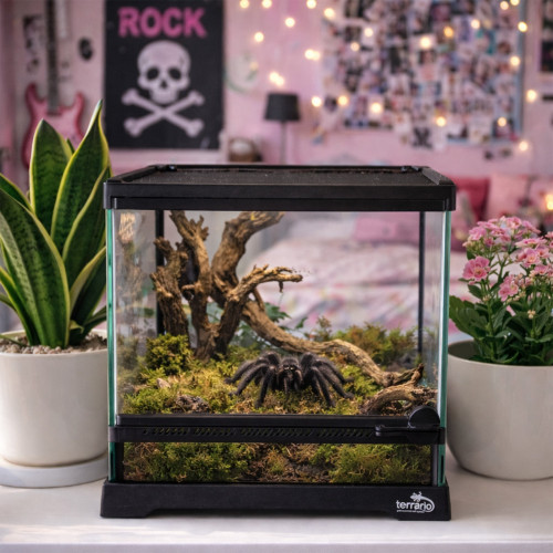 Terrarium szklane Terrario TerraVista Luma 20x20x20 cm