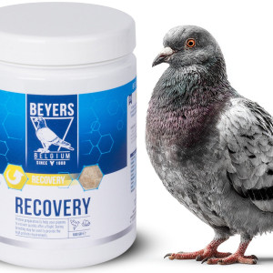 Beyers Recovery 600g - preparat regeneracyjny