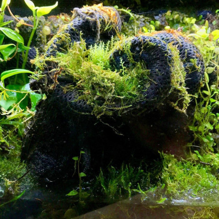 Wacool Rainforest Plant Cotton 590x440mm - hydrolon | Idealny do terrarium, szybka wysyłka
