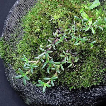 Wacool Rainforest Plant Cotton 590x440mm - hydrolon | Idealny do terrarium, szybka wysyłka