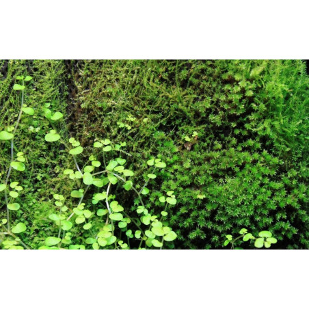 Wacool Rainforest Plant Cotton 590x440mm - hydrolon | Idealny do terrarium, szybka wysyłka