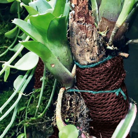Wacool Rainforest Plant Cotton 590x440mm - hydrolon | Idealny do terrarium, szybka wysyłka
