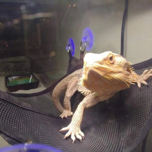 Repti-Zoo Hammock L hamak dla gadów - Idealny do terrarium