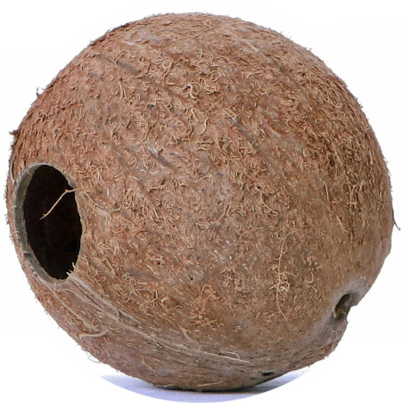 Kryjówka kokosowa Terrario CocoLair – cały, naturalny kokos