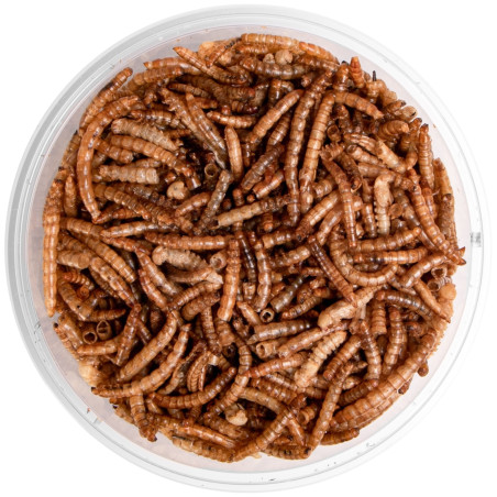 Pokarm suszony dla gadów Terrario Repti Bites Mealworms 125 ml – z suszonych larw mącznika