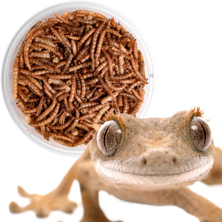 Pokarm suszony dla gadów Terrario Repti Bites Mealworms 125 ml – z suszonych larw mącznika