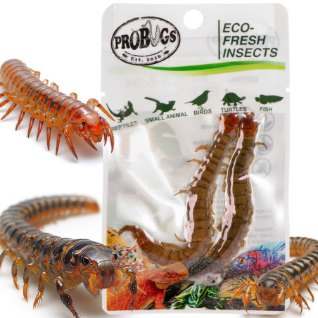 ProBugs Eco-Fresh Scolopendra 15 saszetek - Świeży pokarm dla gadów, szybka wysyłka