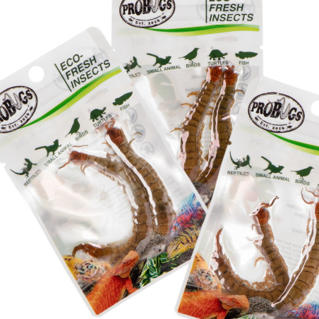 ProBugs Eco-Fresh Scolopendra 15 saszetek - Świeży pokarm dla gadów, szybka wysyłka