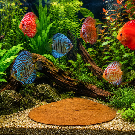 Liście ketapangu Kruger Meier Shrimp Leaves XL 20 szt. - naturalne, obniżające pH wody