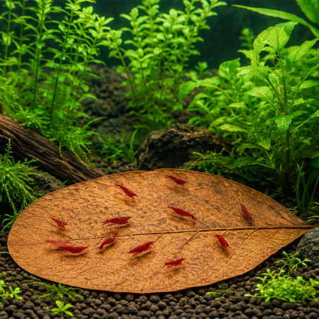 Liście ketapangu Kruger Meier Shrimp Leaves XL 20 szt. - naturalne, obniżające pH wody