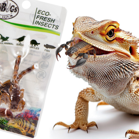 ProBugs Eco-Fresh Scorpion 15 x 3pcs - świeże skorpiony 15 saszetek
