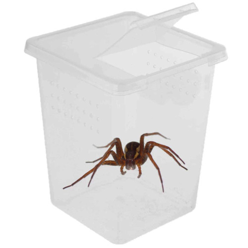 Terrarium Terrario Insect Box High 9x9x11 cm plastikowe