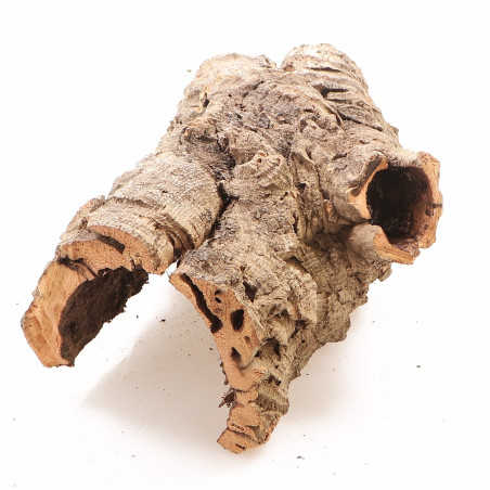 Kora z Dębu Korkowego - na wagę | Naturalna dekoracja do terrarium