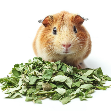 Herbal Pets - Koniczyna 80g | Naturalne urozmaicenie diety gryzoni, wspiera trawienie
