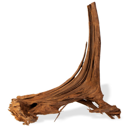 Philippines Classic Driftwood drzewo mangrowca z wody S ok.20cm | Idealne do akwarium