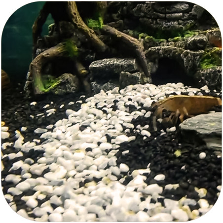 Eco Plant Black River 1kg - żwirek czarny 2-4mm | Idealny do akwarium roślinnego