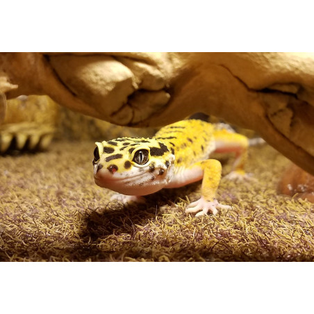 Repti-Zoo Terrarium AK 21x21x15 - Idealne dla małych gadów