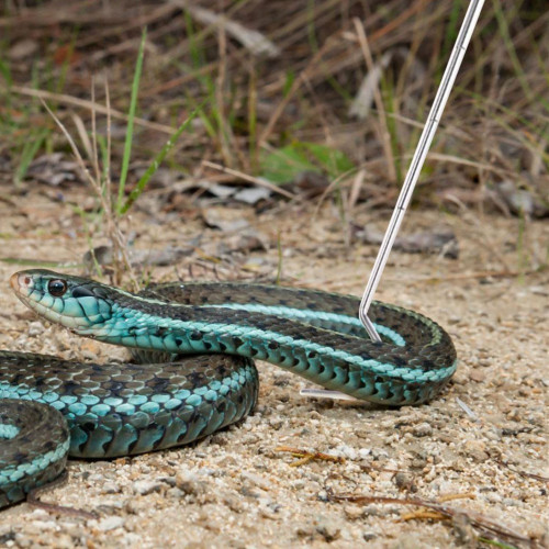Repti-Zoo Stainless Snake Hook - metalowy hak na węże max 2kg | Bezpieczne i precyzyjne chwytanie