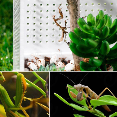 Repti-Zoo Mantis Box L - terrarium akrylowe dla modliszek | Idealne do hodowli
