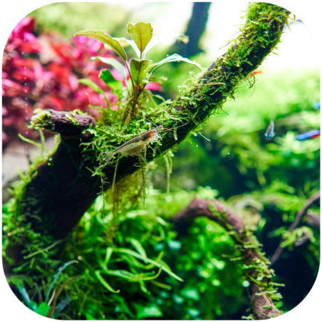 Shizen Essence J-roots L duże korzenie japońskie Mizube i Ryuboku - Idealne do akwarium