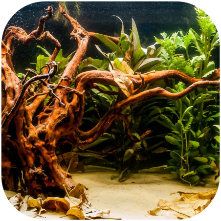 Shizen Essence J-roots L duże korzenie japońskie Mizube i Ryuboku - Idealne do akwarium