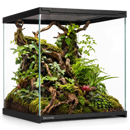 Terrarium szklane Terrario Frevo Clear 30x30x30 cm