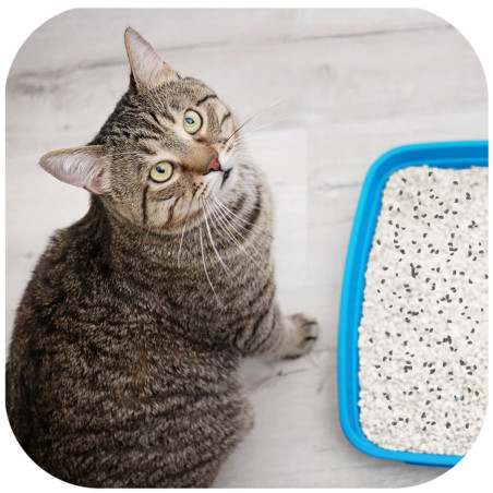 Hilton Cat Litter Carbon żwirek bentonitowy z węglem 5l - Neutralizuje zapachy