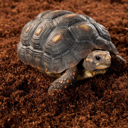 Podłoże kokosowe Repti-Zoo Włókna kokosa 8 l