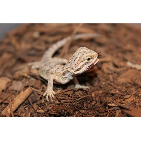 Podłoże kokosowe Repti-Zoo Włókna kokosa 8 l