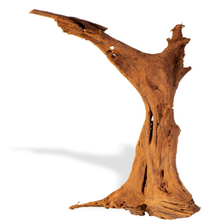 Philippines Classic Driftwood - drzewo mangrowca M 25-30 cm | Idealne do akwarium