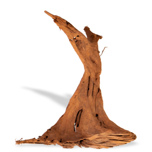 Philippines Classic Driftwood - drzewo mangrowca M 25-30 cm | Idealne do akwarium