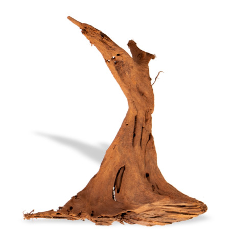 Philippines Classic Driftwood - drzewo mangrowca M 25-30 cm | Idealne do akwarium
