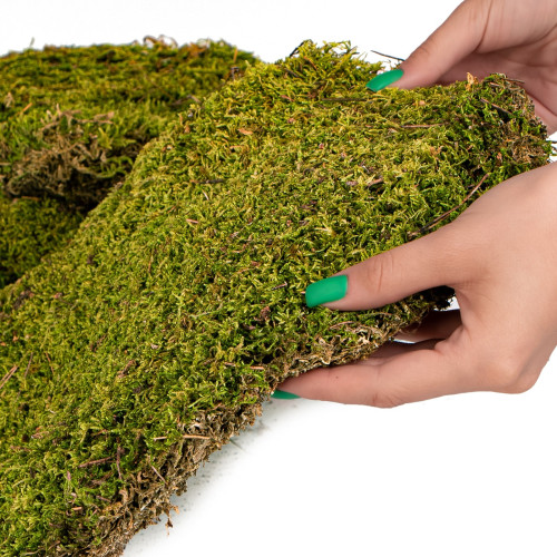 Terrario Shadow Forest Moss - mech naturalny 35x28cm | Idealny do terrarium