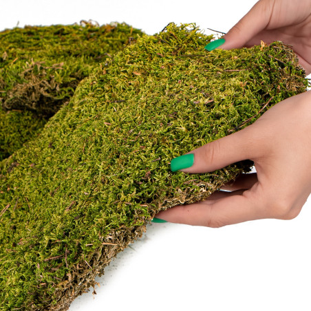Terrario Shadow Forest Moss - mech naturalny 35x28cm | Idealny do terrarium