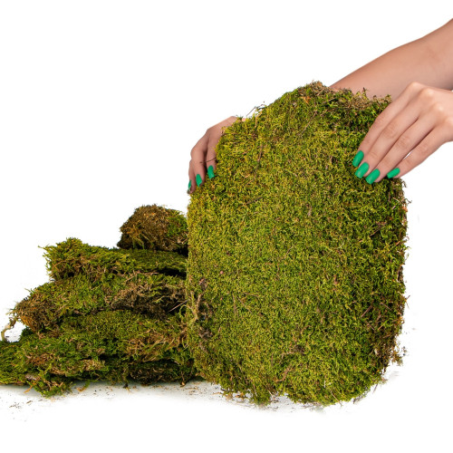 Terrario Shadow Forest Moss - mech naturalny 35x28cm | Idealny do terrarium