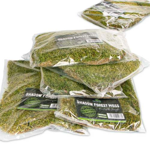 Terrario Shadow Forest Moss - mech naturalny 35x28cm | Idealny do terrarium