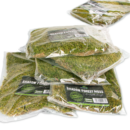 Terrario Shadow Forest Moss - mech naturalny 35x28cm | Idealny do terrarium