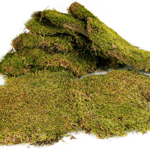 Terrario Shadow Forest Moss - mech naturalny 35x28cm | Idealny do terrarium
