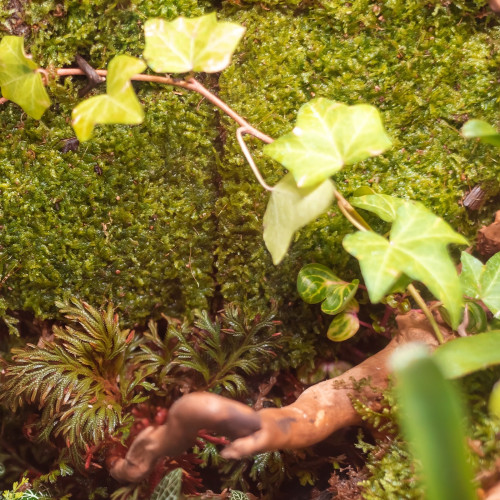 Terrario Shadow Forest Moss - mech naturalny 35x28cm | Idealny do terrarium