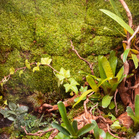 Terrario Shadow Forest Moss - mech naturalny 35x28cm | Idealny do terrarium