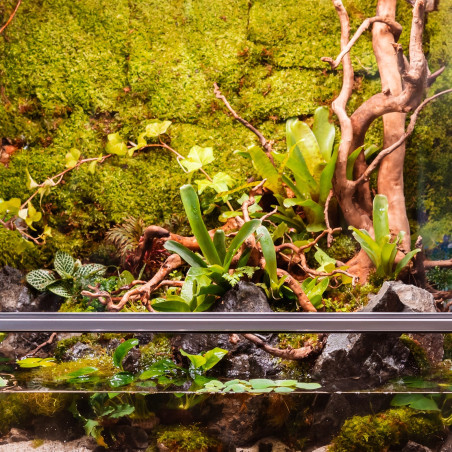 Terrario Shadow Forest Moss - mech naturalny 35x28cm | Idealny do terrarium