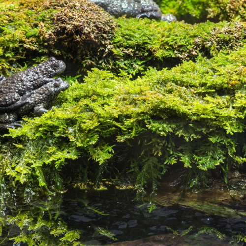 Terrario Shadow Forest Moss - mech naturalny 35x28cm | Idealny do terrarium