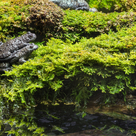 Terrario Shadow Forest Moss - mech naturalny 35x28cm | Idealny do terrarium