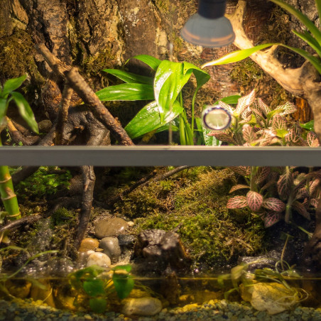 Terrario Shadow Forest Moss - mech naturalny 35x28cm | Idealny do terrarium