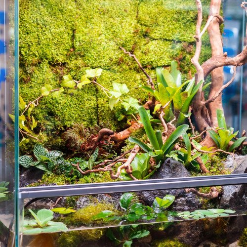 Terrario Shadow Forest Moss - mech naturalny 35x28cm | Idealny do terrarium