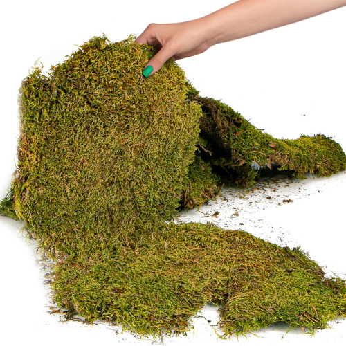 Terrario Shadow Forest Moss - mech naturalny 35x28cm | Idealny do terrarium
